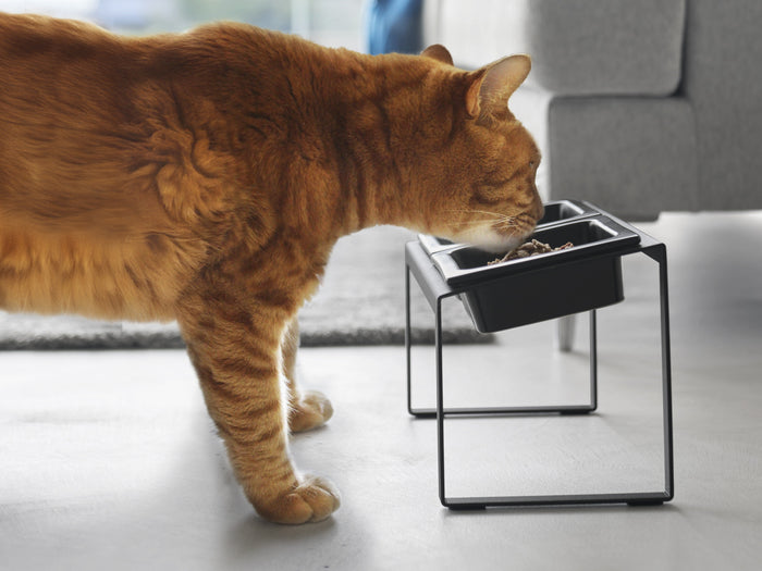 The Story Behind: “Slow Feeder” Pet Food Bowl Stands