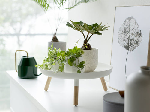 Sunshine Indoors: Solutions for a Bright and Tidy Home