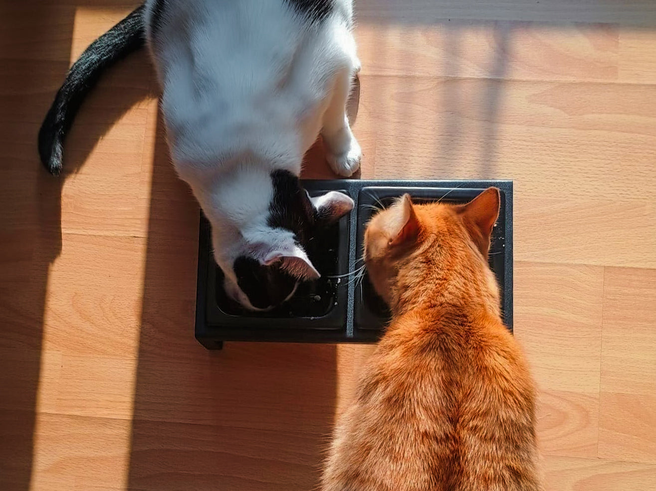 Happy Pets, Happy Homes: Feeding Solutions for Every Pet Parent